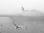 Brouillard<br/>Stephane Froment