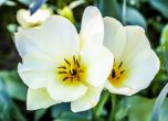 tulipes blanches<br/>Michel Bourgouin