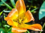 tulipe 2<br/>Michel Bourgouin