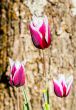 tulipe 3<br/>Michel Bourgouin